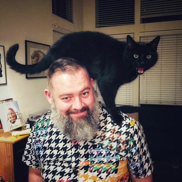 Scary Shoulder Cat Lmao