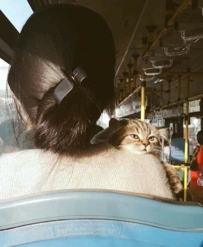 Shoulder Cat In One Of Cairo's Busses