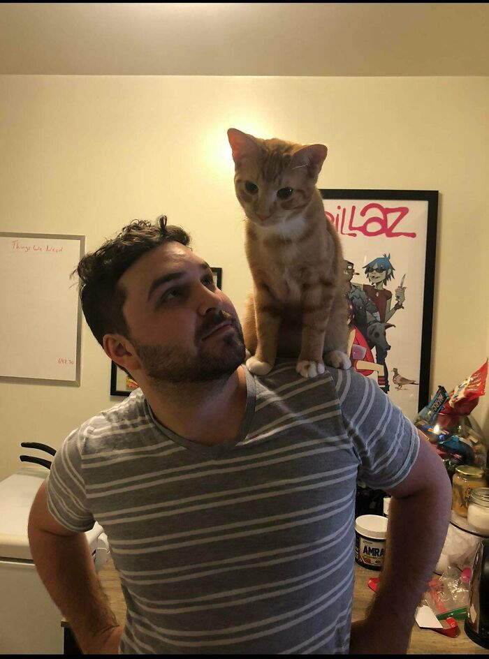 I Heard We Were Posting Shoulder Cats (My Fiancé And Our Baby Tormund)
