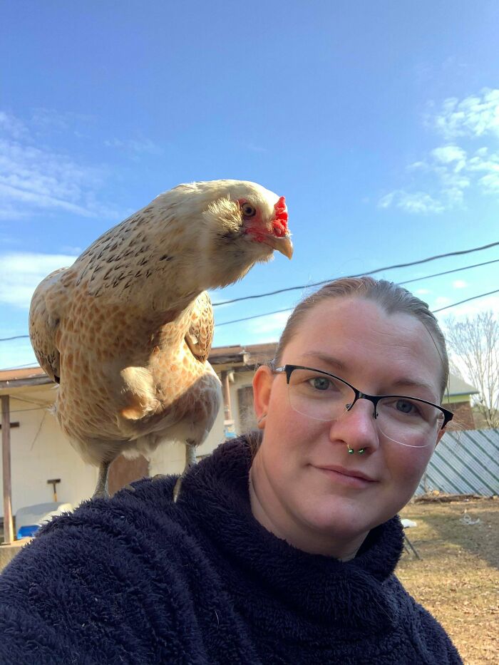How About A Shoulder Chicken? She Just Flew Right Up There And Scared The Heck Out Of Me!