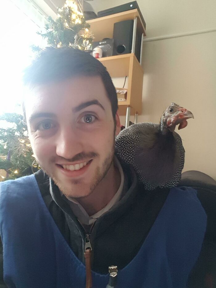 Does Shoulder Guinea-Fowl Count?