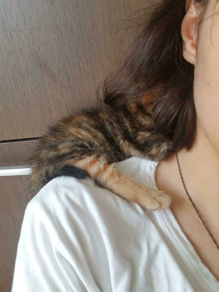 My Cat's Kitten Climbed Up My Shoulder, Buried Her Head Into My Hair And Fell Asleep. My Shoulders Are Stiff But It's A Small Price To Pay