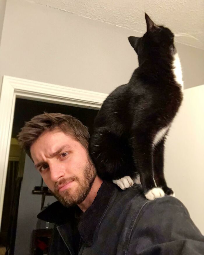 My Shoulder Cat Puts His Butt On My Head
