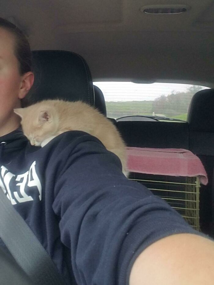 My New Kitty Max! The Cat Carrier Is Still A Little Scary For Him. So He Climbed Up My Shoulder And Spent The Ride Home Sleeping There