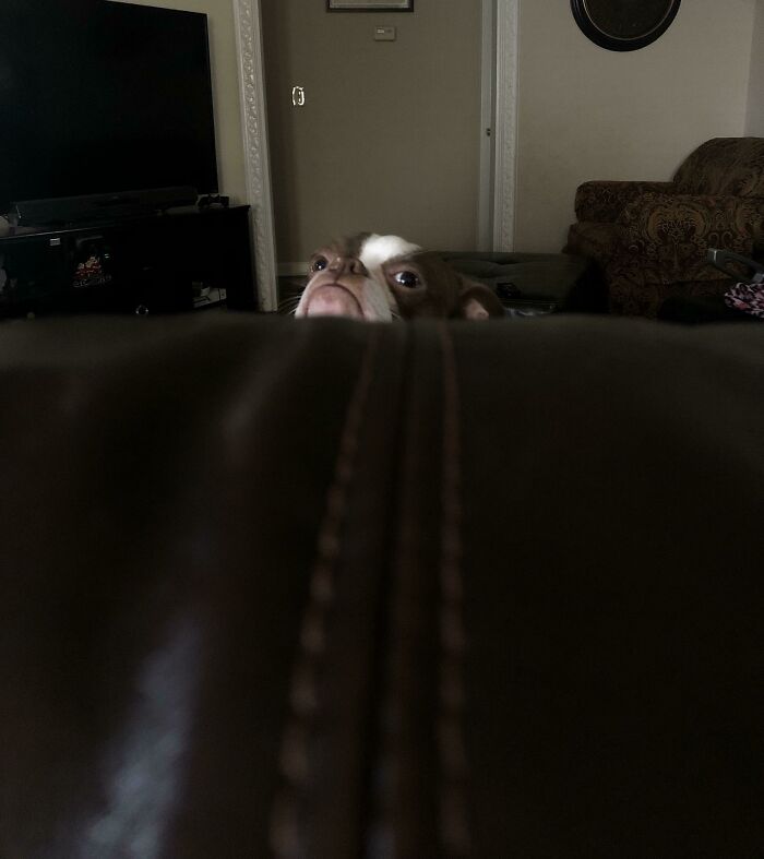 Couch Peep