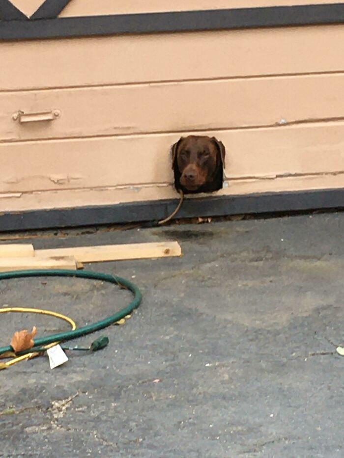 My Mom Spotted This Guy Peeping Out Of A Garage While Out Canvassing