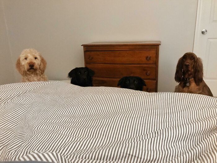 Four Peeping Pooches Ready To Be “Ok’d” For Bedtime.