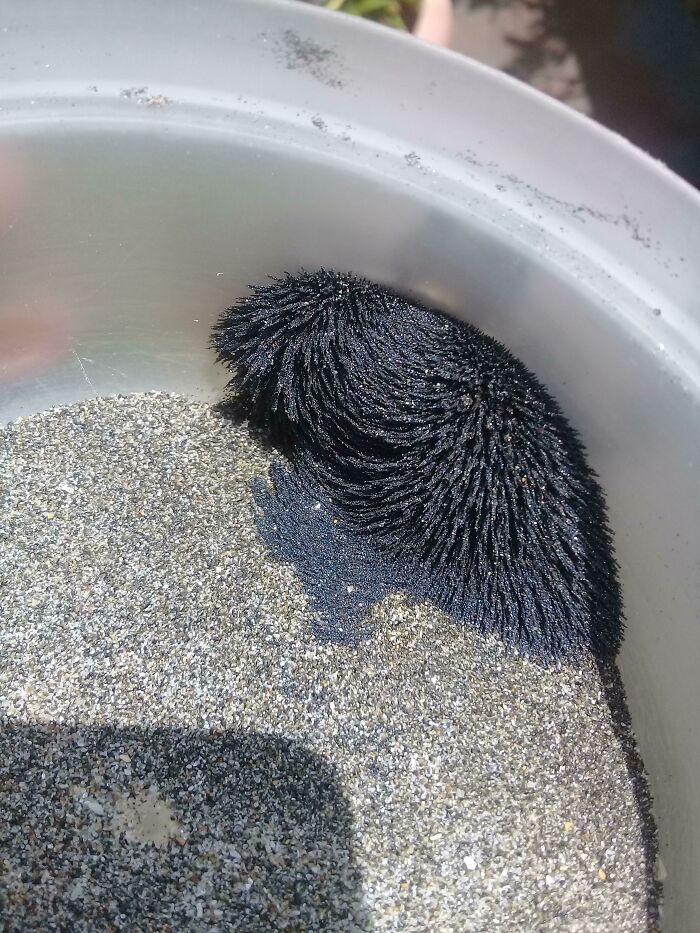 What Is This Thing: Some Beach Sand In Ecuador Is Magnetic