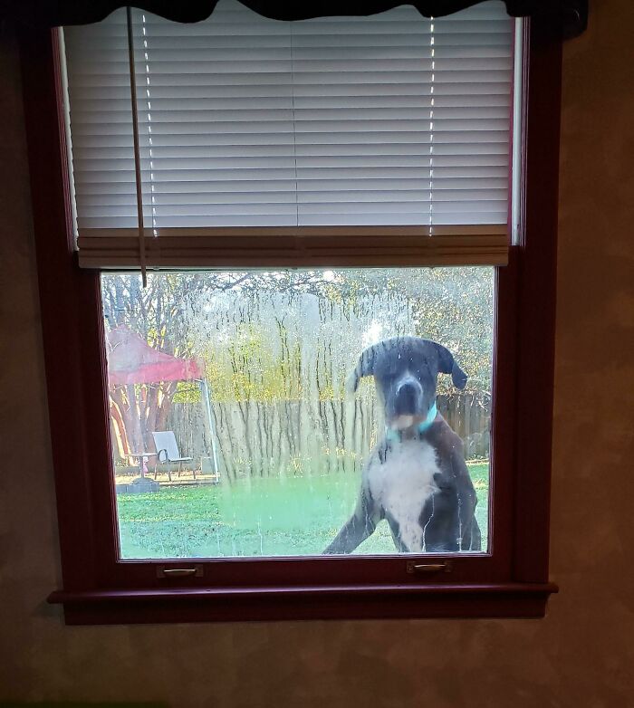 Heard Scratching On My Window. I Raised The Blinds And It Appears I Have A Peeping Tom
