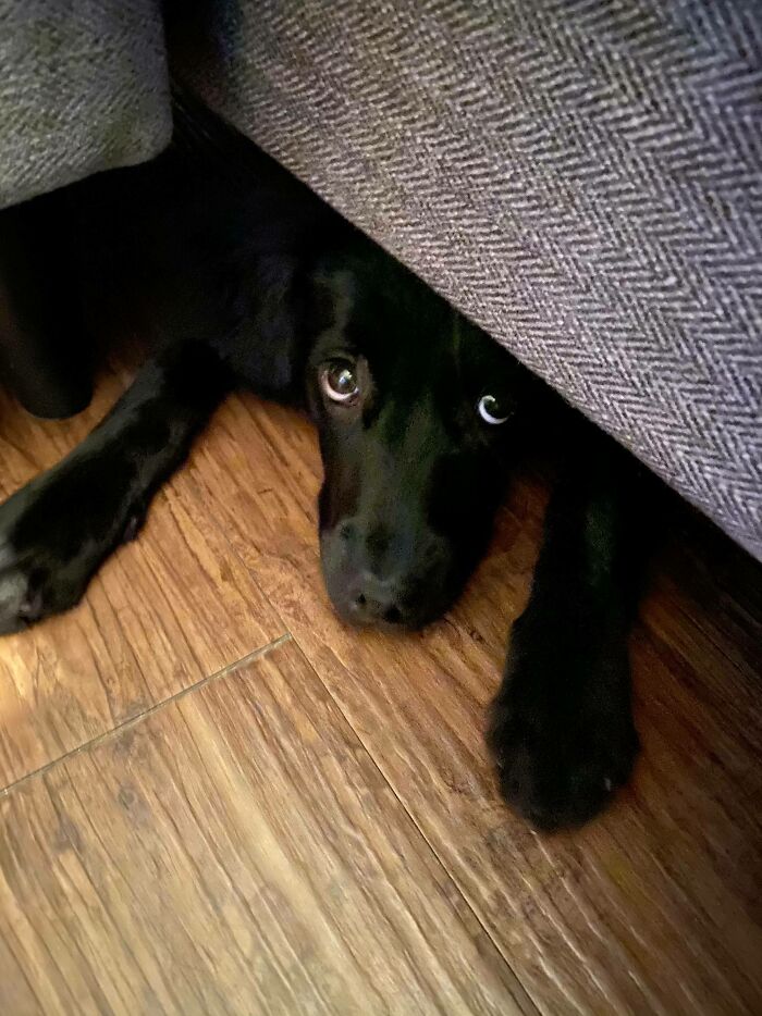 Espiando desde debajo del sofá