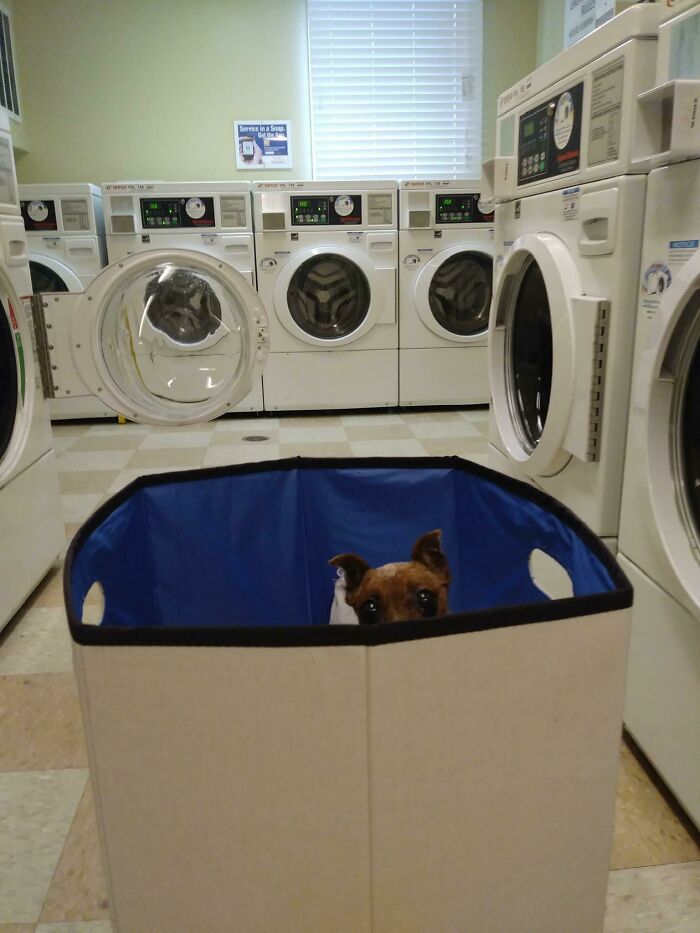 Laundry Helper Peeper