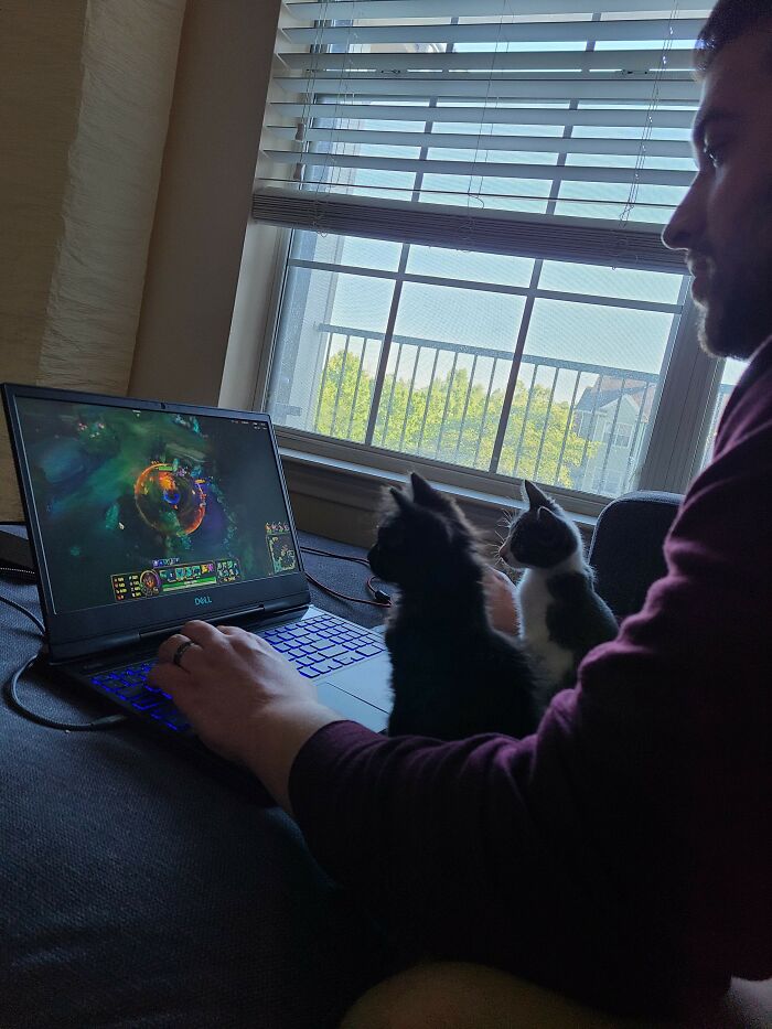 On Occasion, Our Kittens Would Just Sit Watch My Husband Play League Of Legends On His Laptop. Like Two Adorable Little Spectators