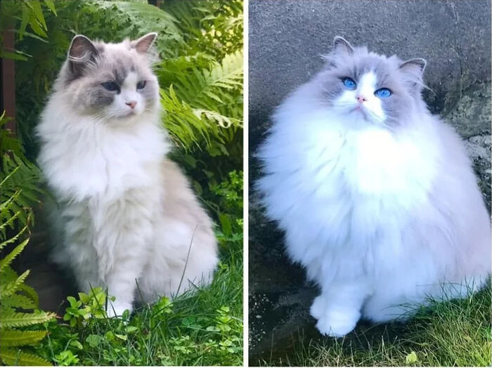 You May Have Heard Of A Glow Up But Here I Present To You A Floof Up