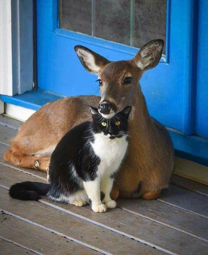 Cat And Deer