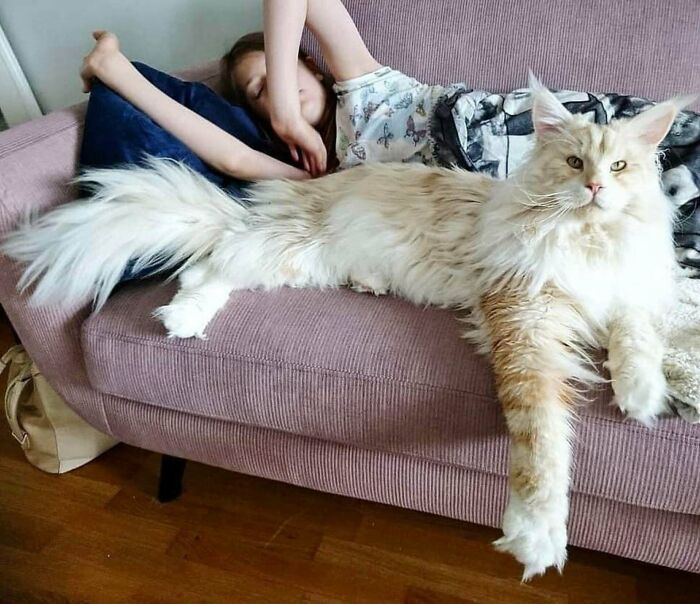 When You Want A Golden Retriever But Are Only Allowed To Get A Cat