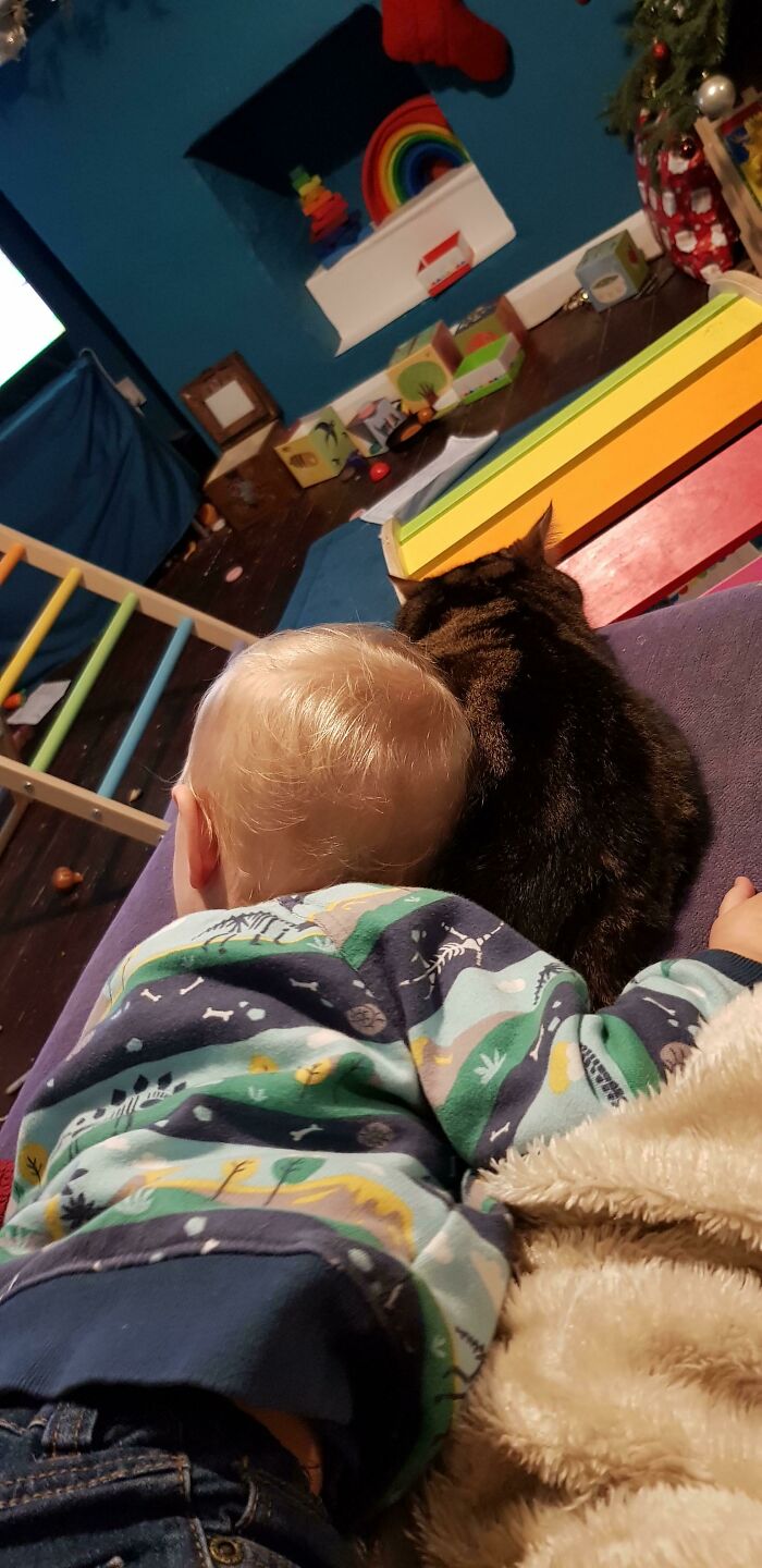 My Daughter Said 'I Love You' For The First Time Yesterday, Of Course It Was To The Cat!