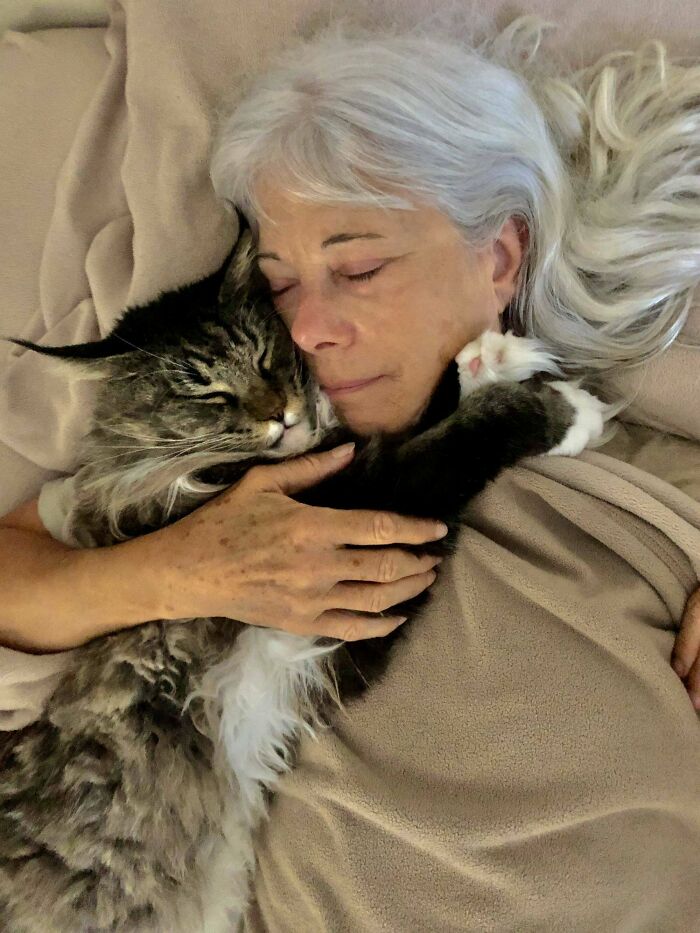 Our Maine Coon, Max, Loves To Cuddle In The Morning