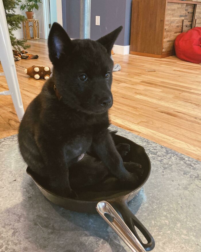 Our Dog Likes Sitting On Our Cast Iron