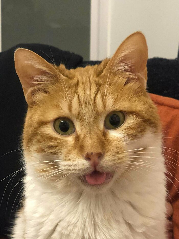 This Is Kieth. He Has No Front Teeth, No Tail And Special Needs. He Likes To Blow Raspberries When He’s Hungry. I Found Him When He Was V Smol. I Hope His Little Tongue Makes You As Happy As It Does Me