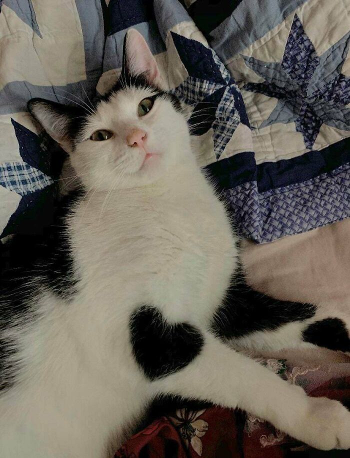 My Cat, Pancake, Has A Heart Shaped Patch On Her
