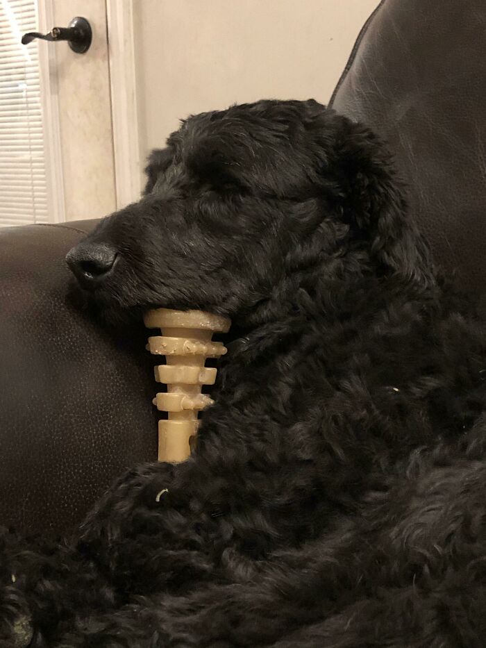 Perro durmiendo con un juguete bajo su barbilla