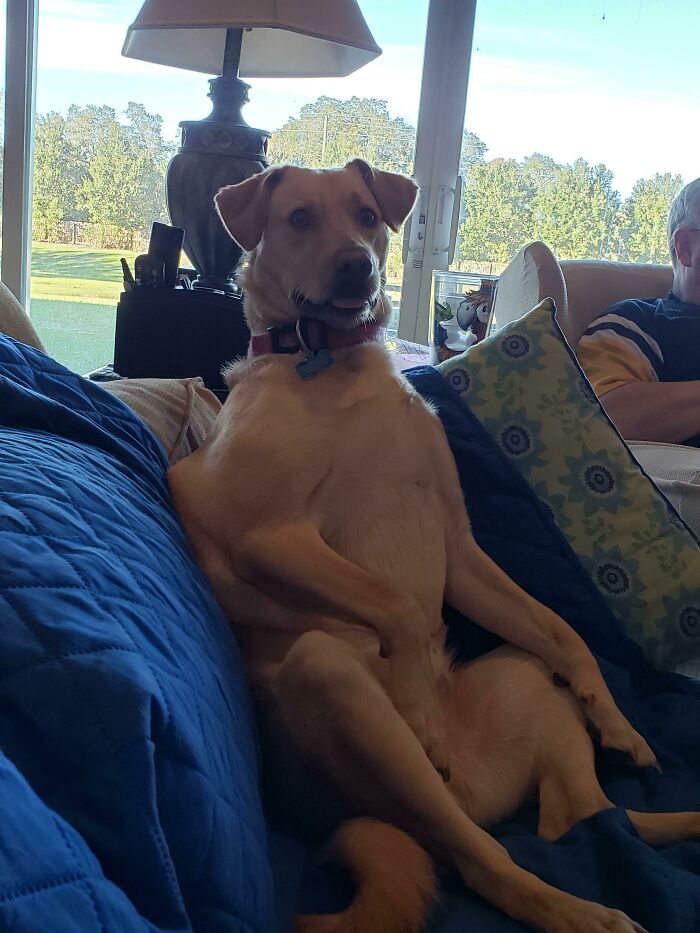 How My Dog Sits On The Couch