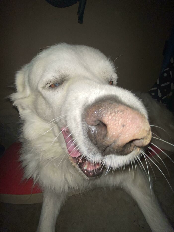 Sniff Snoff (He Was Mid Yawn. I Used The iPhone 11 Zoom Out Feature, And Boom)
