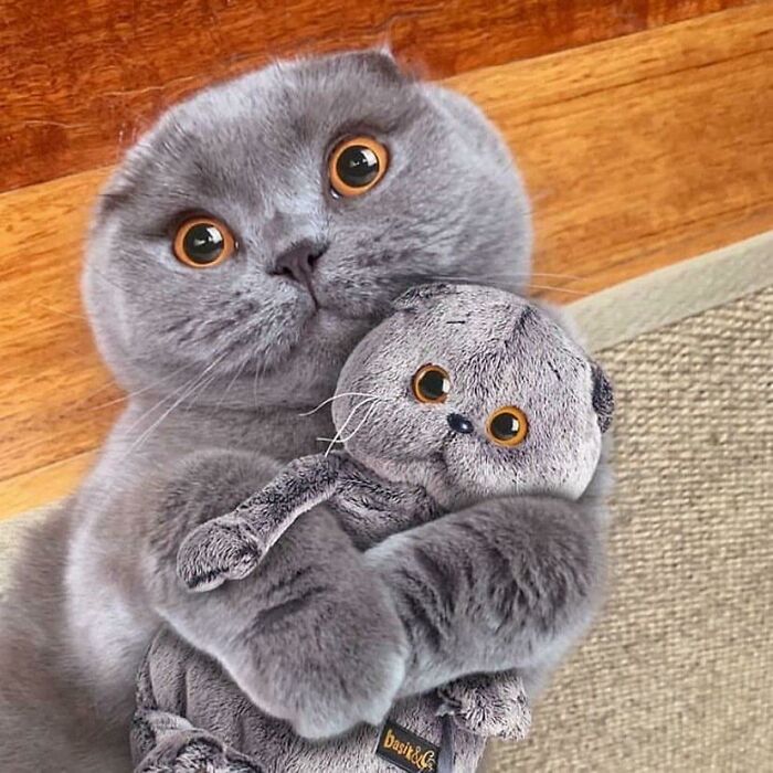 This Cat Has A Plush Of Itself