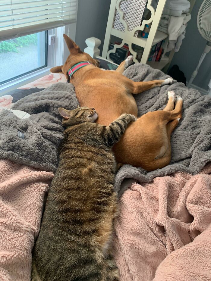 My New Roommate And I Were Worried Our Pets Wouldn’t Get Along