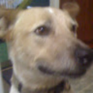 amandadinsmore avatar