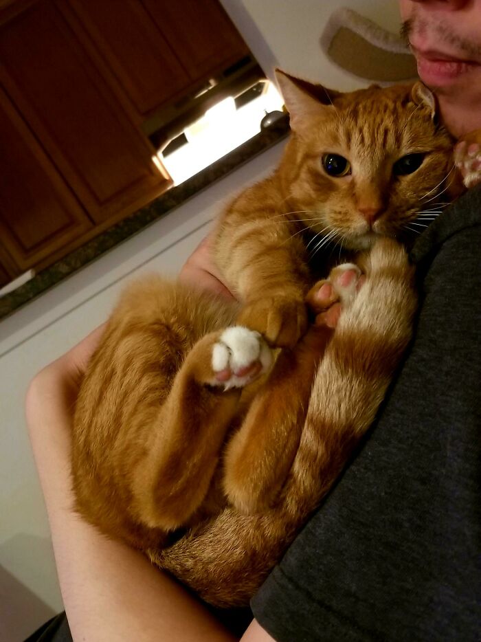 Every Night, She'll Meows At Us Until We Hold Her Like This