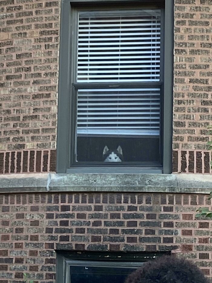 Neighbors’ Dog Had Fomo