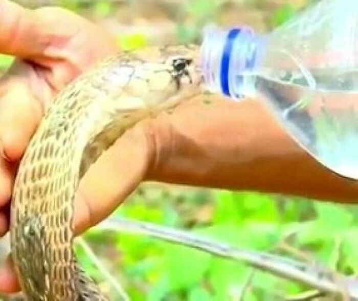 Man Offers Water To Thirsty Cobra