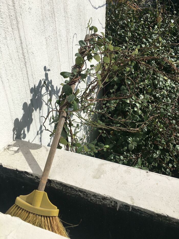 This Plant Has Been Trying To Stealthily Steal My Broom For Months