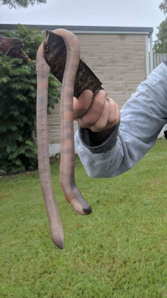 Absolute Unit Of A Worm