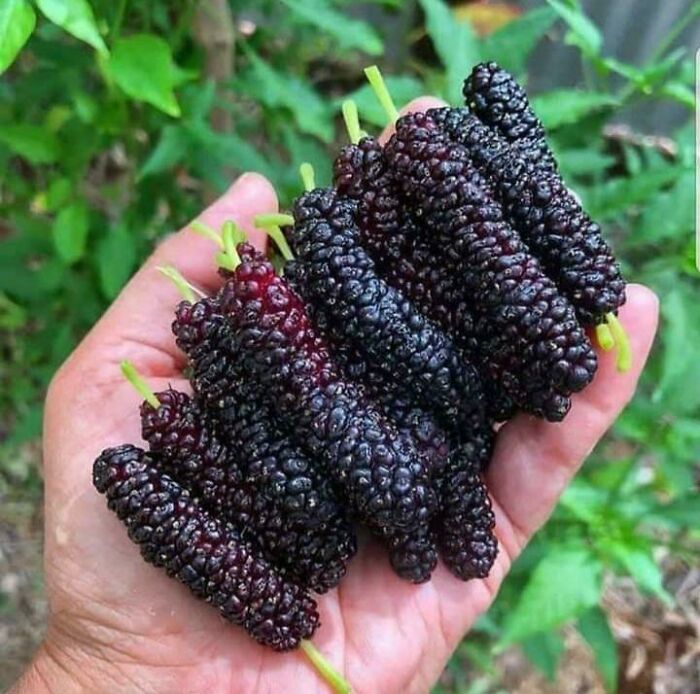 Biggest Mulberries I've Ever Seen