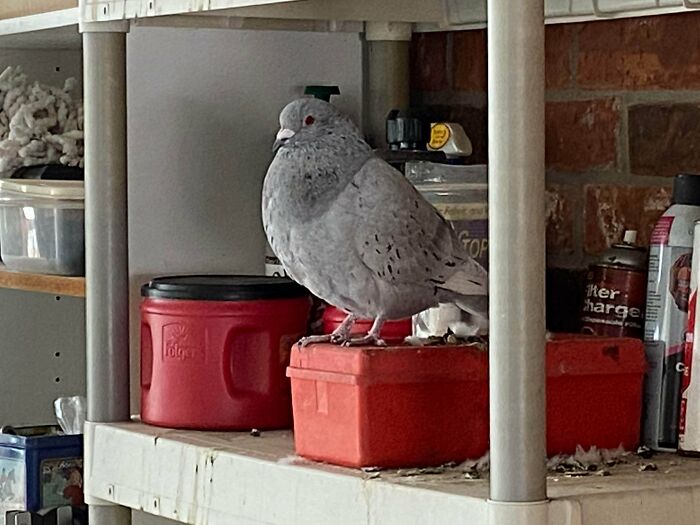 My Grandparents’ Garage Is The Home Of The Fattest Pigeon I’ve Ever Seen. My Mom Named Him Henry