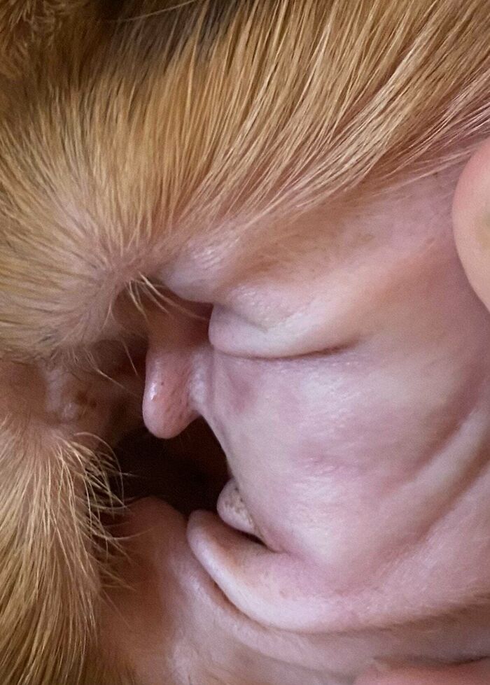 The Inside Of My Dog’s Ear Looks A Bit Like Trump’s Profile
