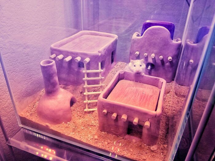 I Made A Pueblo Out Of Clay For My Roborovski Hamster