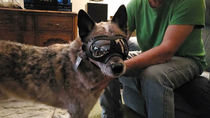 My Dog Hates Getting Rain/Wind In His Eyes, So My Dad Got Him Goggles For Christmas For When They Go Hiking