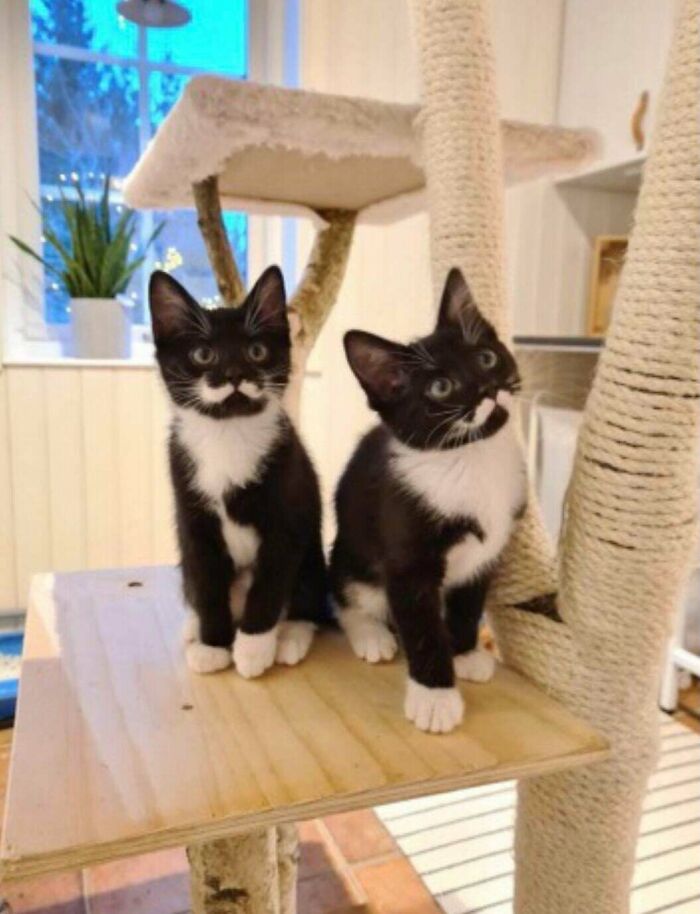 These Kittens With Perfect Moustache Patterns