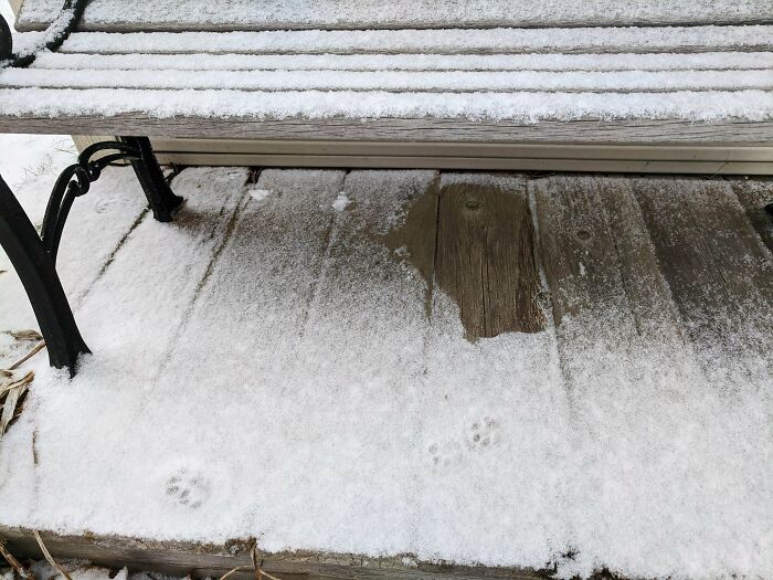 El lugar donde un gato esperó que pasara la nevada