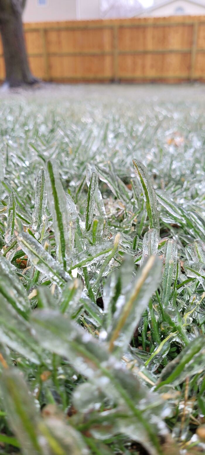 It Rained And Now The Grass Is Encased In Ice