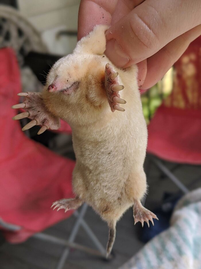 My Yard Has A Mole Problem, But I Never Thought I'd Find An Albino! Chance Of 1:100,000