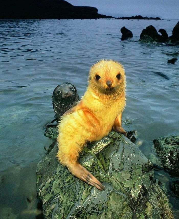 Baby Seal!! Going Through A Blonde Fur Phase