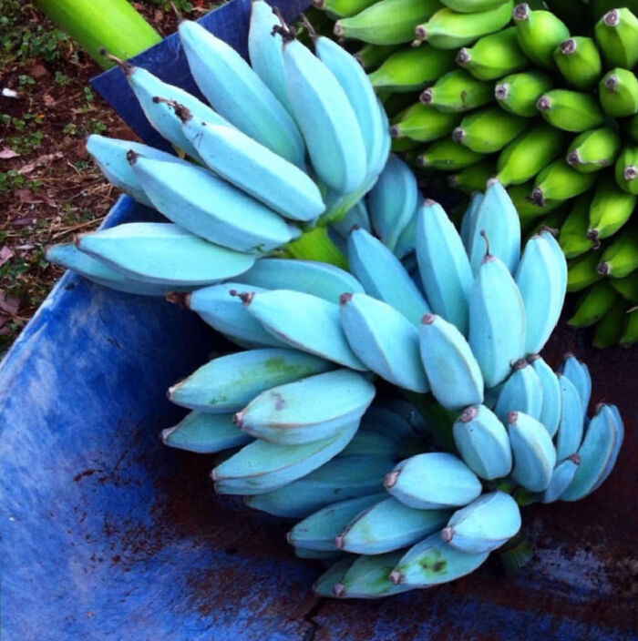El plátano azul de Java sabe a helado de vainilla