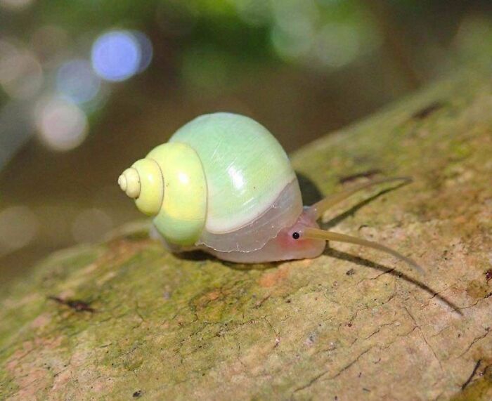 Shiny Snail