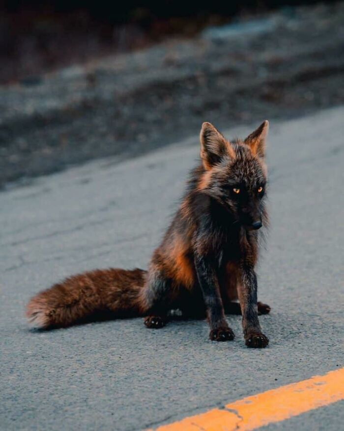 A Partially Melanistic Genetic Variation Called A Cross Fox