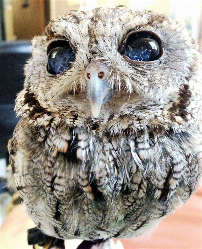 “Zeus” The Blind Owl Has Beautiful Stars In Its Eyes