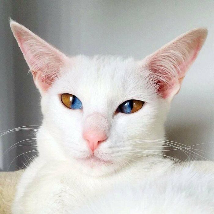 ¡Este gatito de alabastro llamado Olive tiene ojos mitad marrón y mitad azul debido a una rara condición genética llamada heterocromía sectorial Iridis!